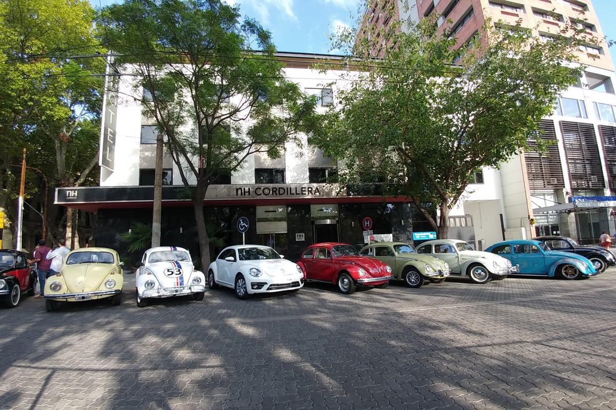 beetle mendoza 6