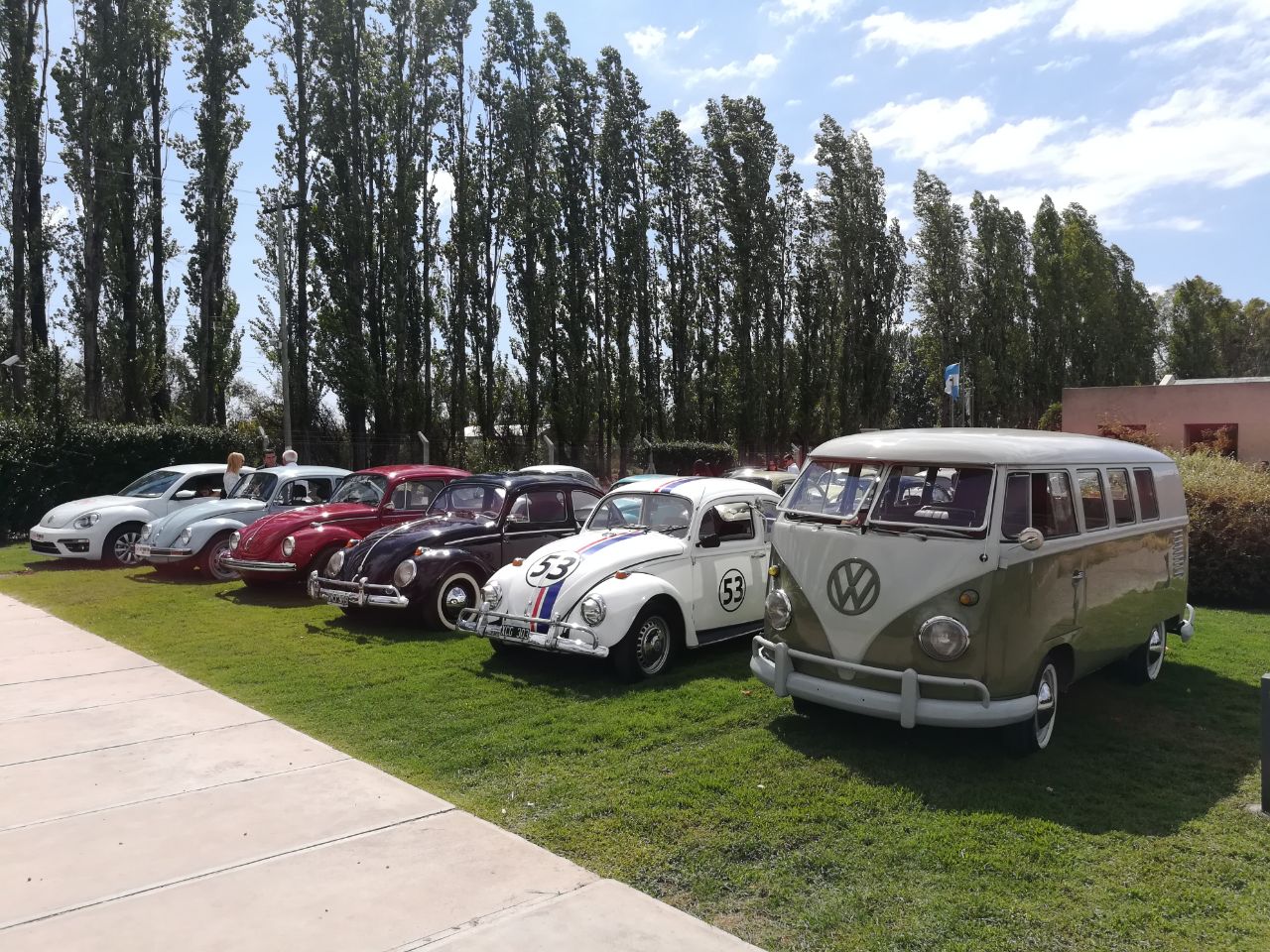 escarabajo beetle mza 8